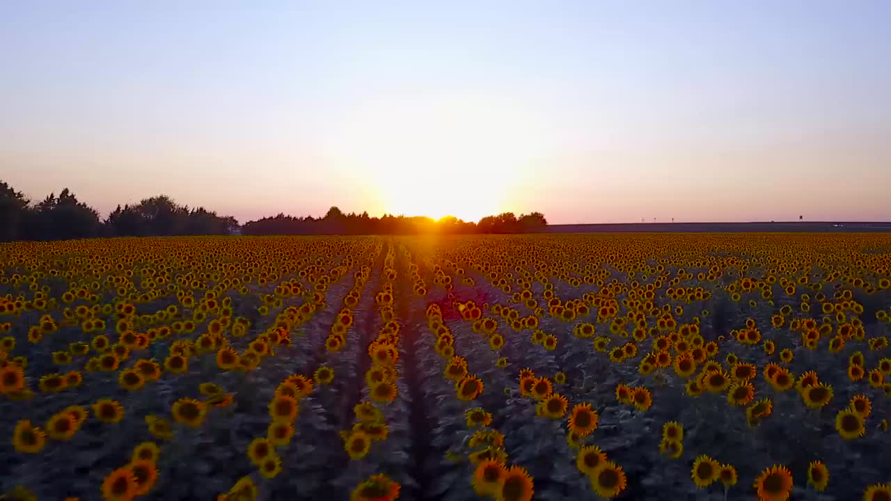 toma aérea de drones de un campo de girasol al atardecer