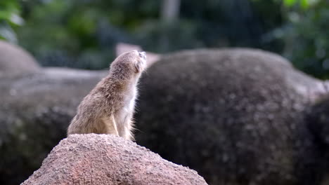 A-single-Meerkat-doing-sentry-duty-on-top-of-his-burrow-and-looking-at-his-surroundings---Close-up