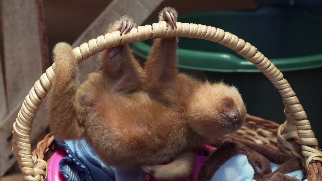 Bradipi tridattili costaricani in riabilitazione presso un centro di soccorso. Molti bradipi vengono feriti vicino alla foresta pluviale