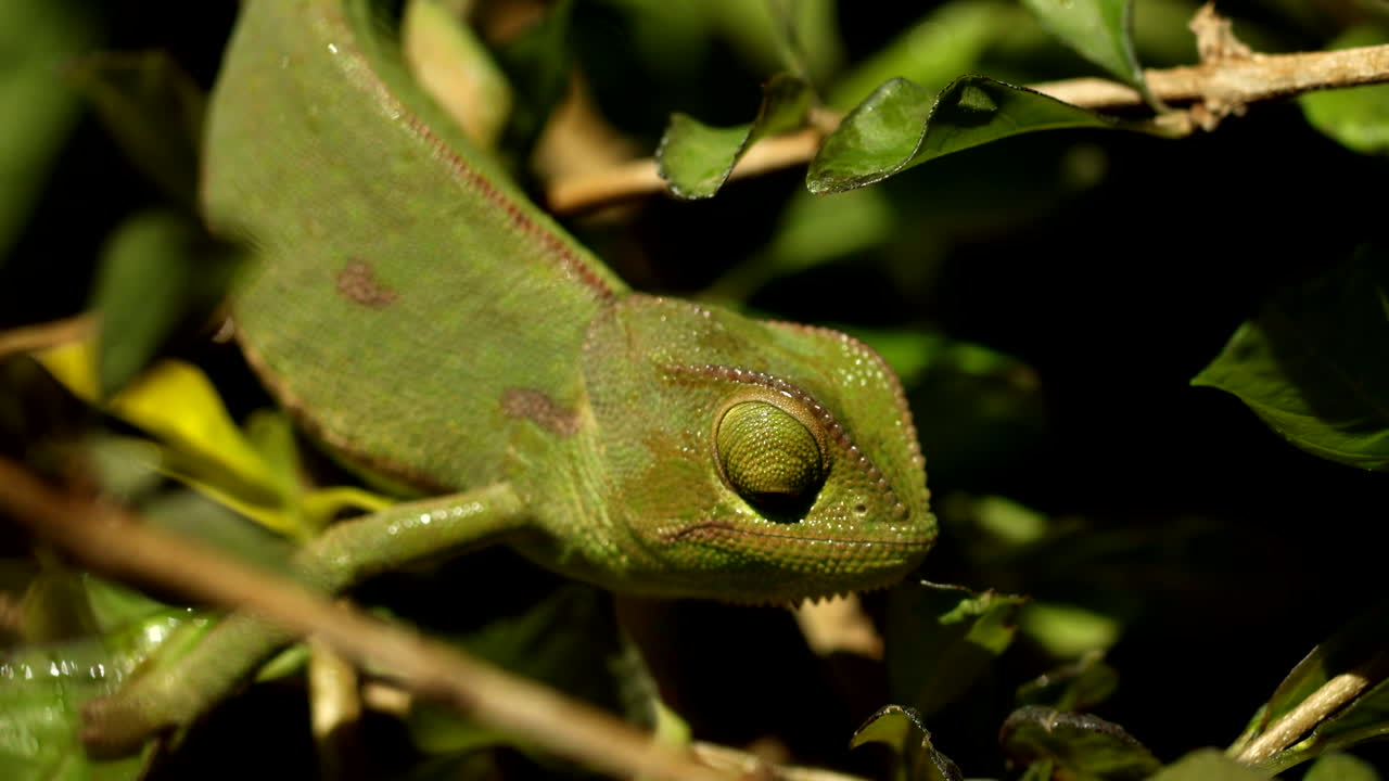 Flap-necked chameleon eye scanning area as raindrops fall on it, closeup
