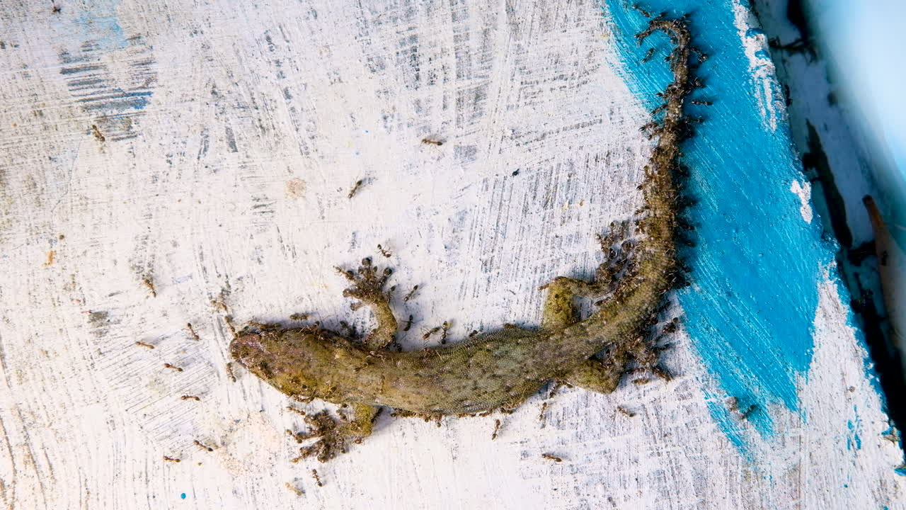 безжизненный геккон, на которого нападают муравьи-падальщики - вид сверху