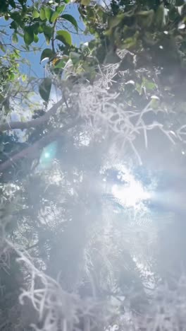 sunlight through a tree with spanish moss