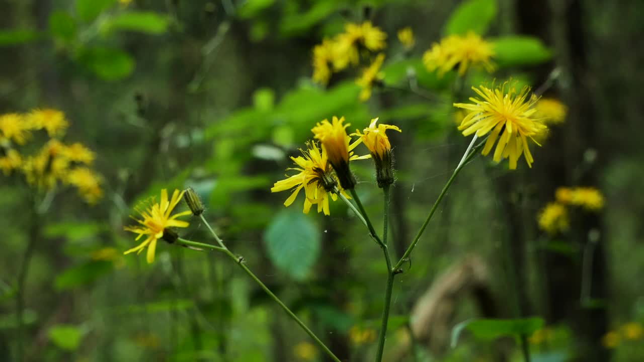 flores de bosque amarillas tranquilas y pacíficas en un primer plano estático
