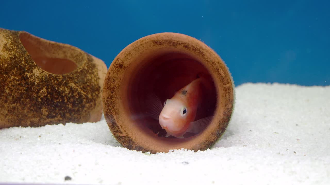 수족관의 물고기