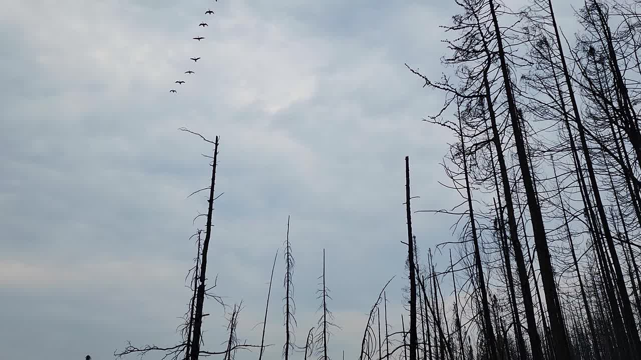 una bandada de patos vuela sobre un bosque ennegrecido devastado por un reciente incendio forestal