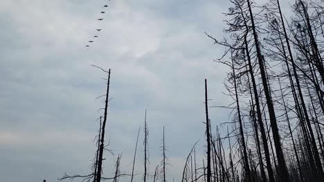 a flock of ducks fly over a blackened forest devastated by recent wild fire