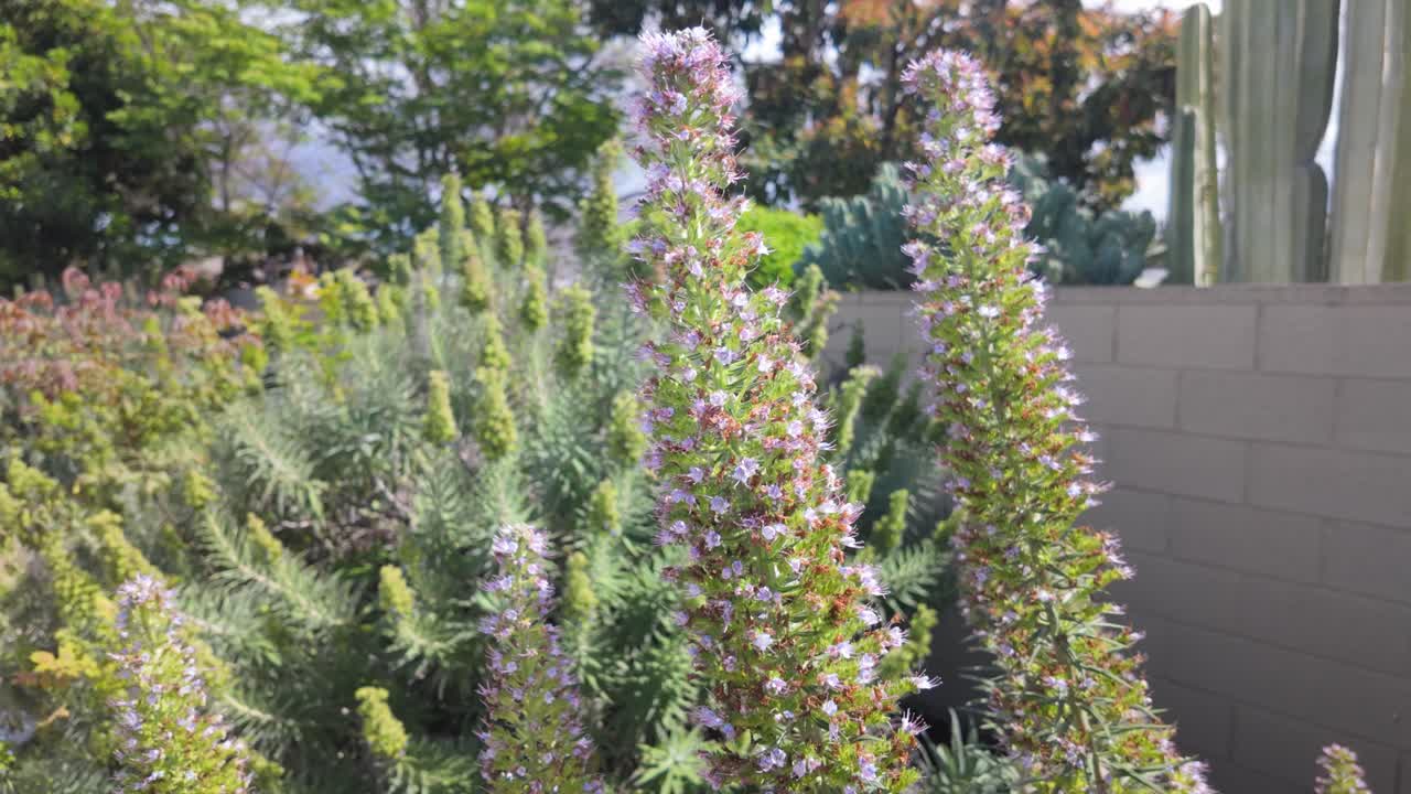 Beautiful Flowering Plants in the Suburbs