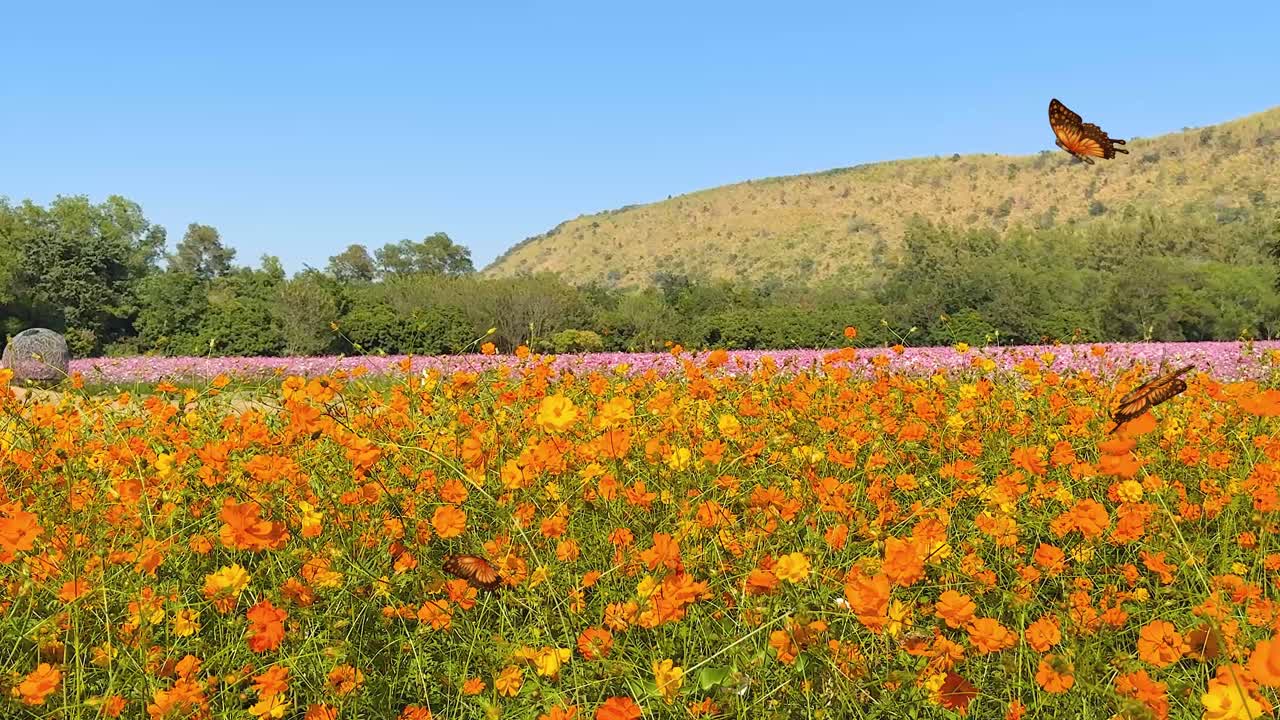 Butterflies gracefully flutter over a vivid orange flower field under a clear blue sky, creating a serene and lively scene