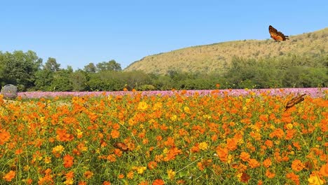 butterflies gracefully flutter over a vivid orange flower field under a clear blue sky, creating a serene and lively scene