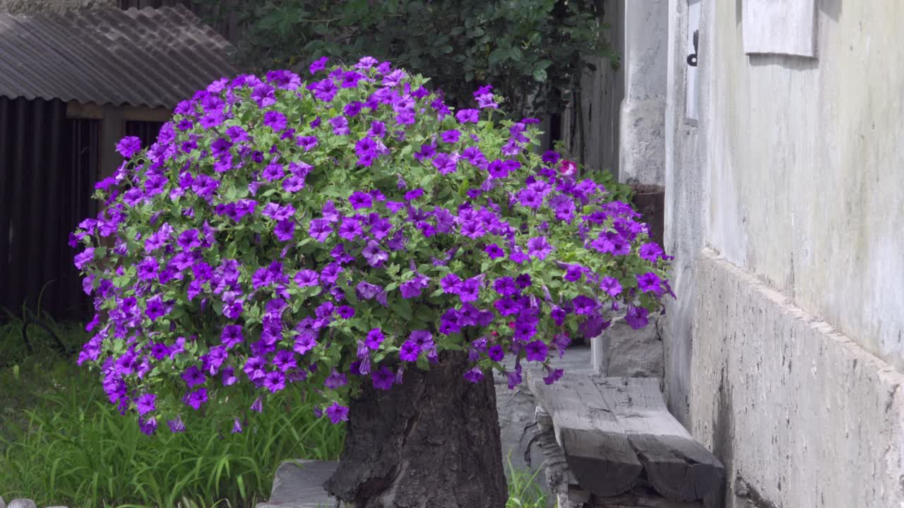 Surfinia Petunia in a tree trunk used as a flowerpot in a front garden in Laas - Lasa, South Tyrol,