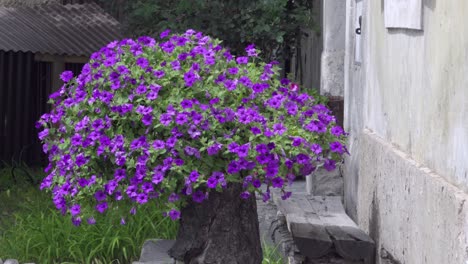 surfinia petunia in a tree trunk used as a flowerpot in a front garden in laas - lasa, south tyrol,