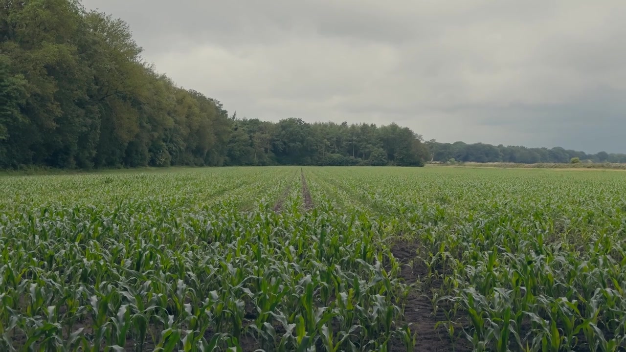 Cinematic rising shot starting from ground level and moving up to eye level through a young corn field. A smooth vertical reveal showcasing agricultural landscape and natural growth.