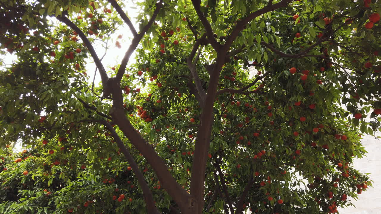 Bright orange fruits hang from healthy trees in an orchard. Sunlight filters through the leaves, creating a refreshing and lively atmosphere in this agricultural setting