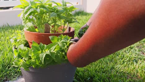 Frischen-Oregano-Aus-Dem-Topf-Schneiden