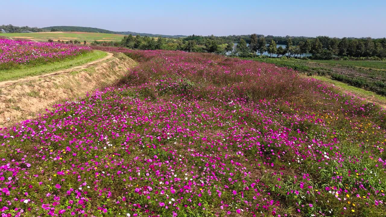 Fiori al parco Singha a Chiang Rai, Thailandia, vista drone.