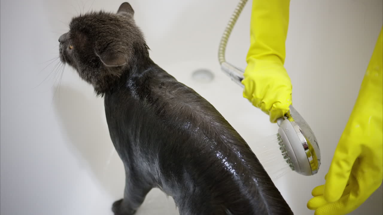 Woman hands in yellow gloves washing a black british fold cat, slow motion