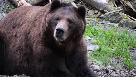 closeup of a brown bear sitting by the den, alaska