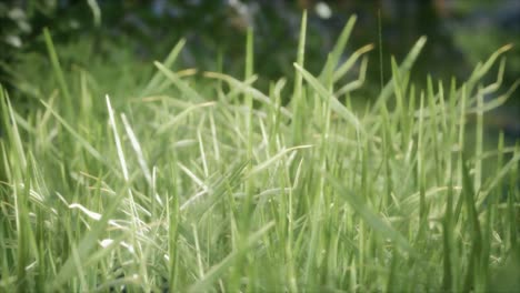 fresh-green-Grass-on-the-forest