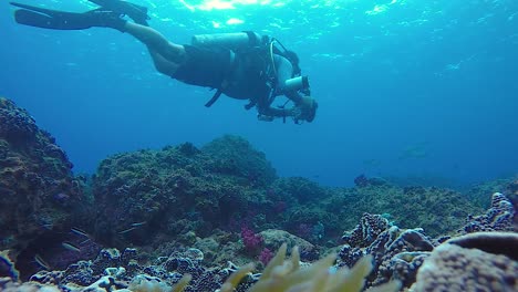 a slow-motion video of an underwater cameraman filming marine life while swimming above a tropical reef