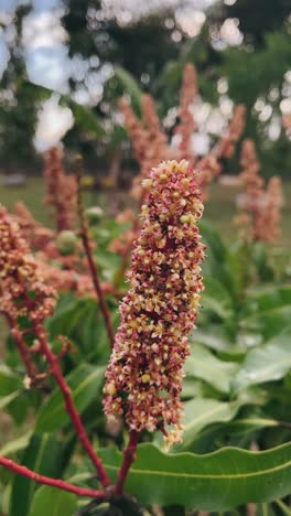 close-up of mango flower clusters