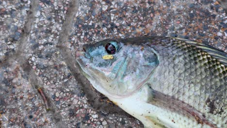 peces que se encuentran en la superficie del pavimento texturizado