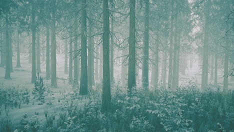 misty winter forest landscape with tall trees and snowy ground in soft light