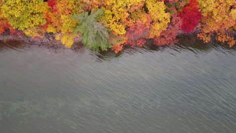 Tiro-De-Drone-De-árboles-Con-Hojas-Amarillas-Dominantes-En-Otoño