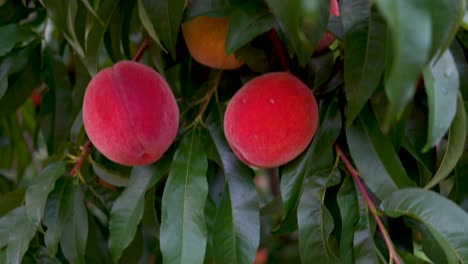 boom up view of ripe peaches hanging on a tree in an orchard