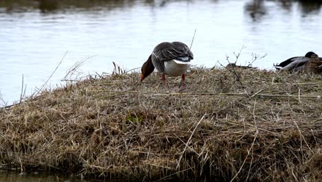 pájaros descansando y alimentándose en un delta español