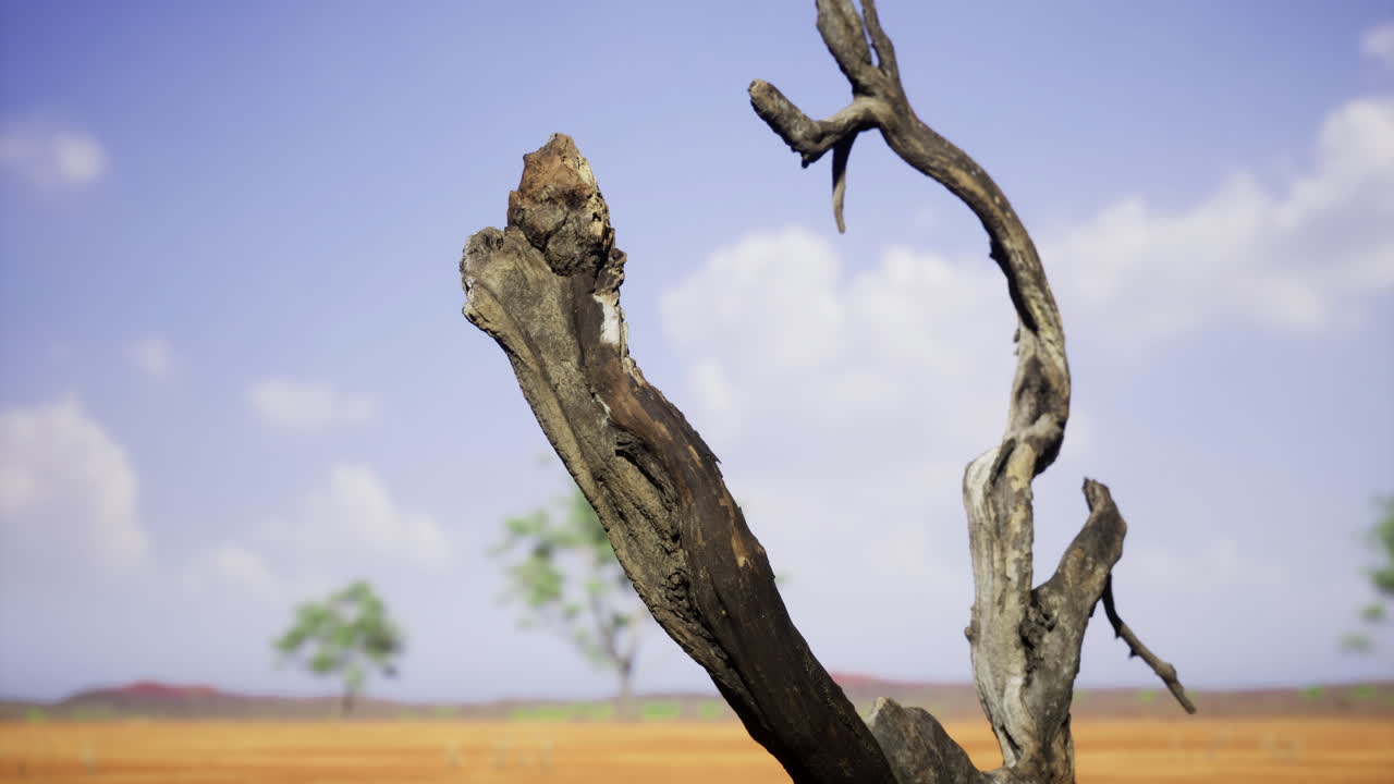 Dry tree trunk against a vast open landscape with distant trees