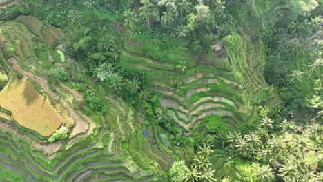 Rice-terrace-top-down-view---Tegallalang-Rice-Terrace