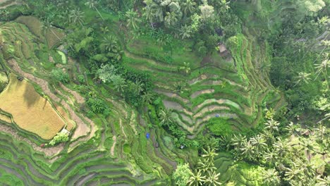 rice terrace top down view - tegallalang rice terrace