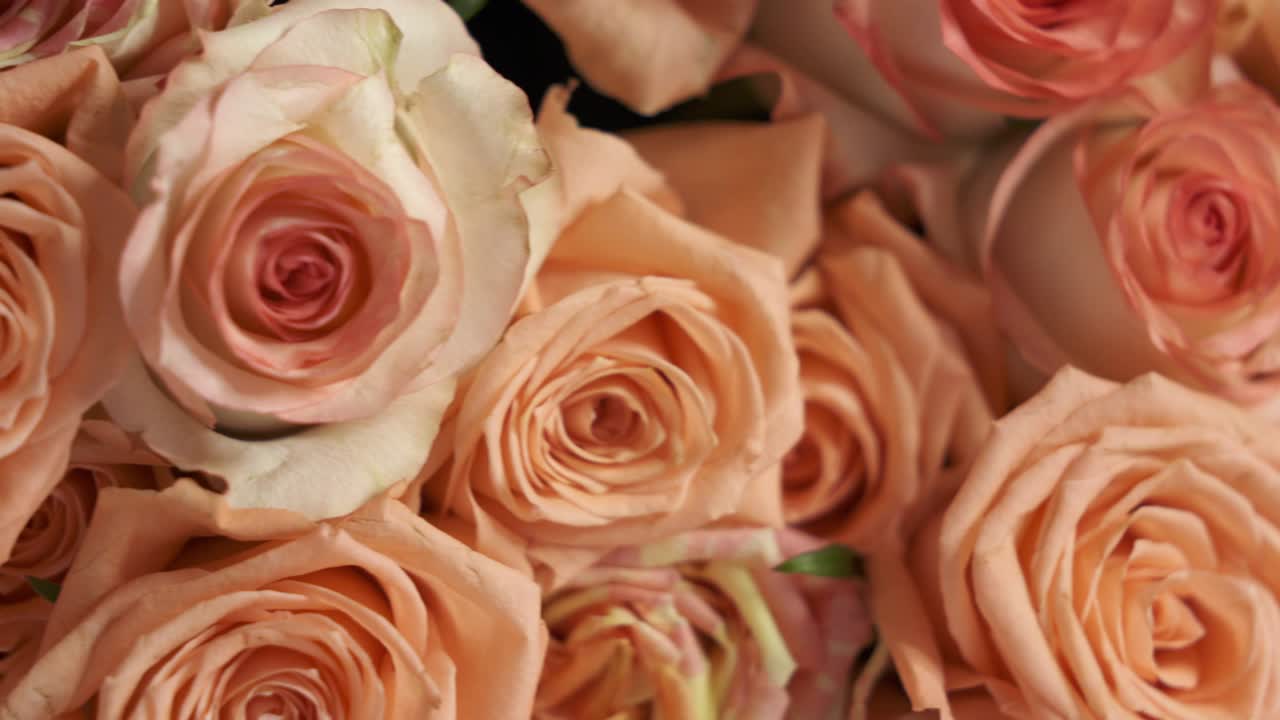 dolly: un ramo extra grande de rosas rosadas