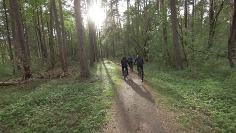 Cyclists in a Pine Forest
