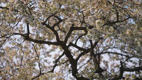 Apple-trees-in-full-bloom-in-the-orchard-in-early-spring