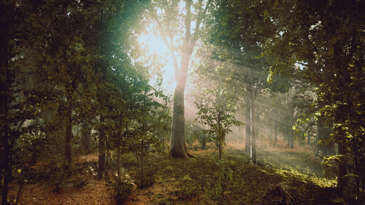 Sunlight filters through the tall trees creating a magical forest ambiance