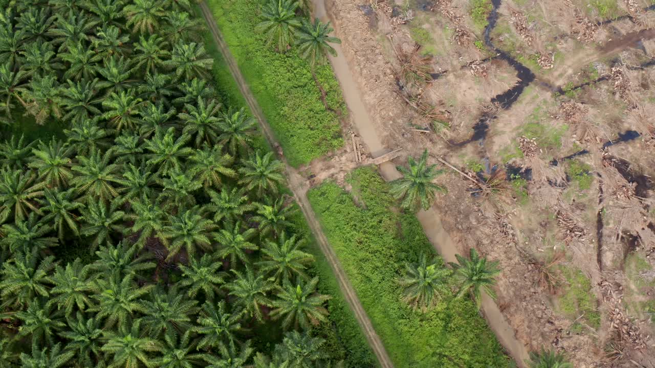 A unique wide angle aerial top shot of elephant walking alone along a river with palm trees in Borneo, one side oil palm plantation and the other side with destroyed land area.