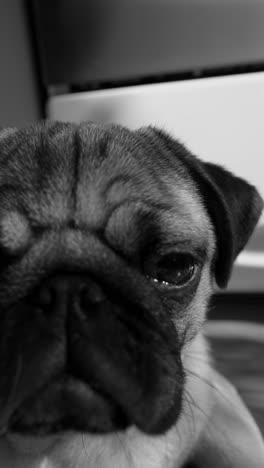 pug close-up