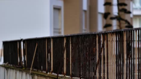 pulling focus over some railing