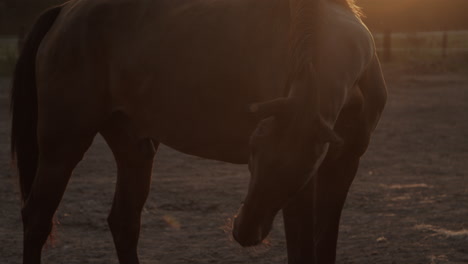 a dark horse in the paddock