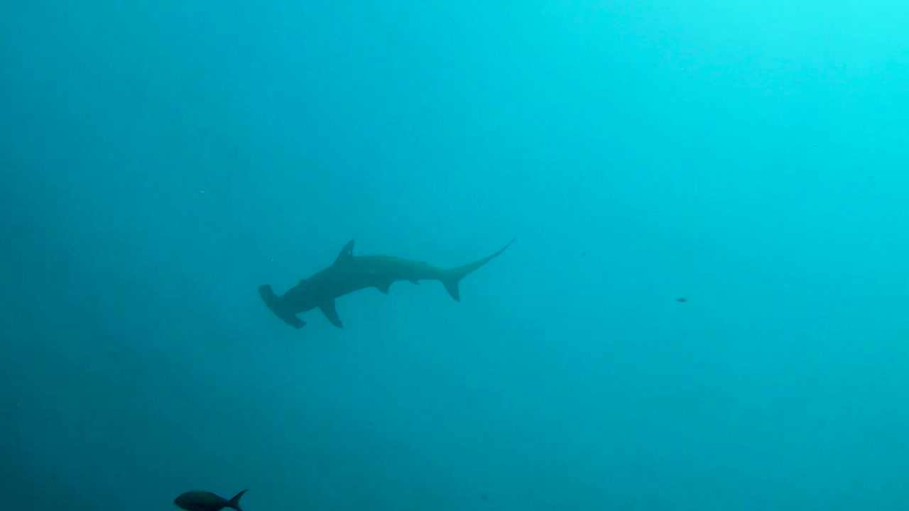 A hammerhead shark swims gracefully above a diver’s air bubbles in the deep ocean. The silhouette contrasts with the blue water, capturing a calm yet powerful underwater encounter.