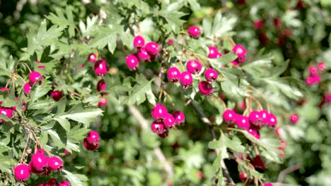 closer look of the shiny red hawthorn fruits