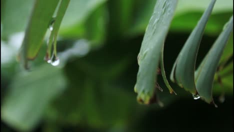 water droplet on a green leaf