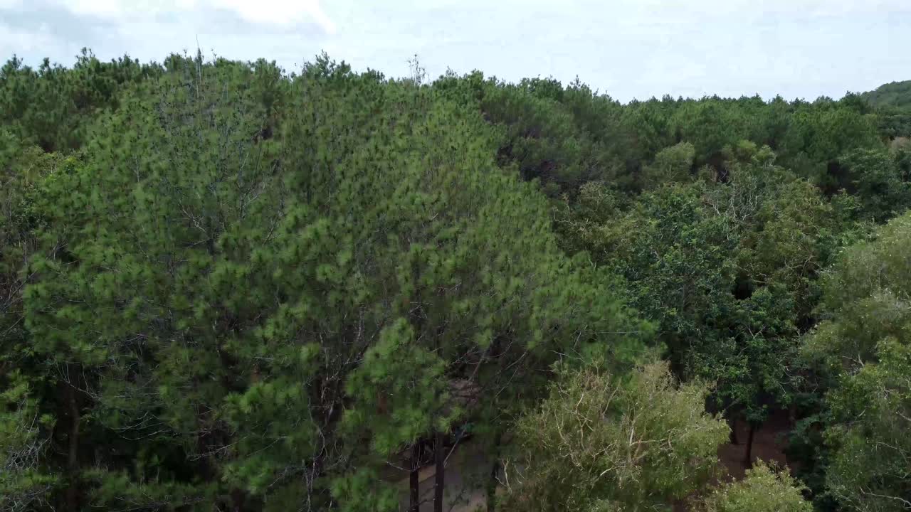 Drone camera footage of pine forest