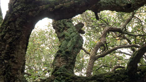 cork oak tree trunks, with the texture of cork very visible, make a frame for the leaves that gently sway in the wind