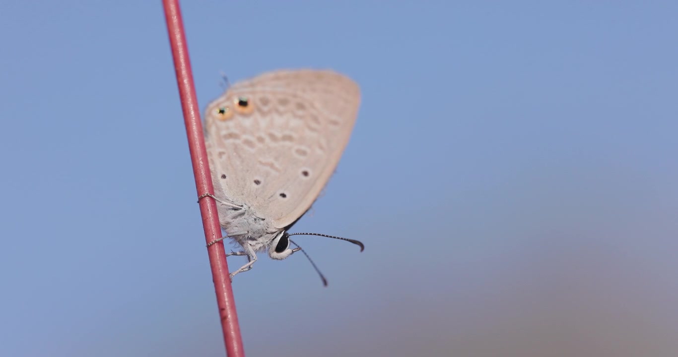 Farfalla Gram Blue su paglia sotto un cielo blu; macro riprese al rallentatore dei battiti delle zampe in una mattina d'inverno.