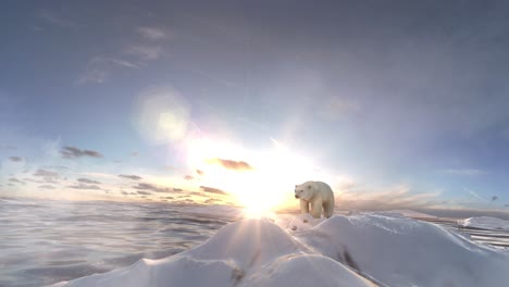 polar bear on melting ice