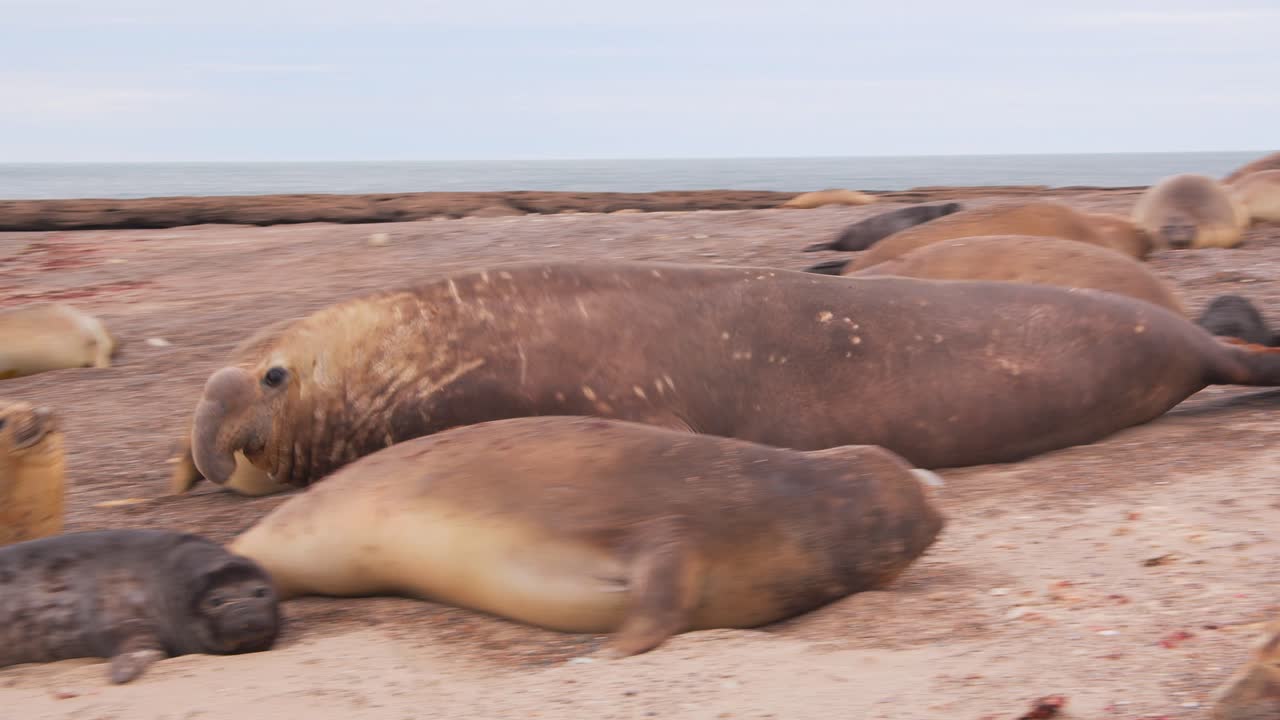 tomada amplia del maestro de la playa, el macho elefante dominante, llamando y mostrando su poder sobre su harén.