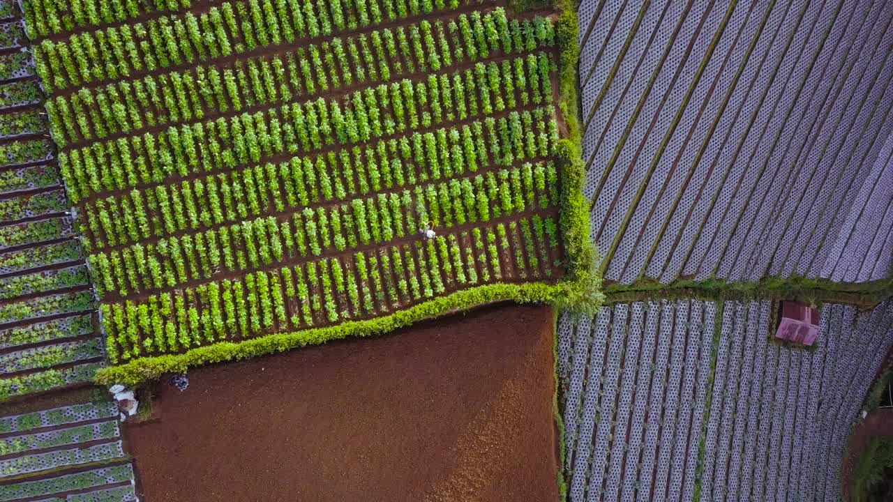 vista aérea de una plantación de hortalizas en terrazas en la ladera del monte sumerging con un granjero trabajando en ella en magelang, java central, indonesia