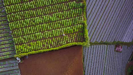 Aerial-view-of-terraced-vegetable-plantation-on-the-slope-of-mount-Sumbing-with-farmer-working-on-it-in-Magelang,-central-java,-Indonesia